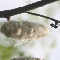 Ceiba pentandra (L.) Gaertn.